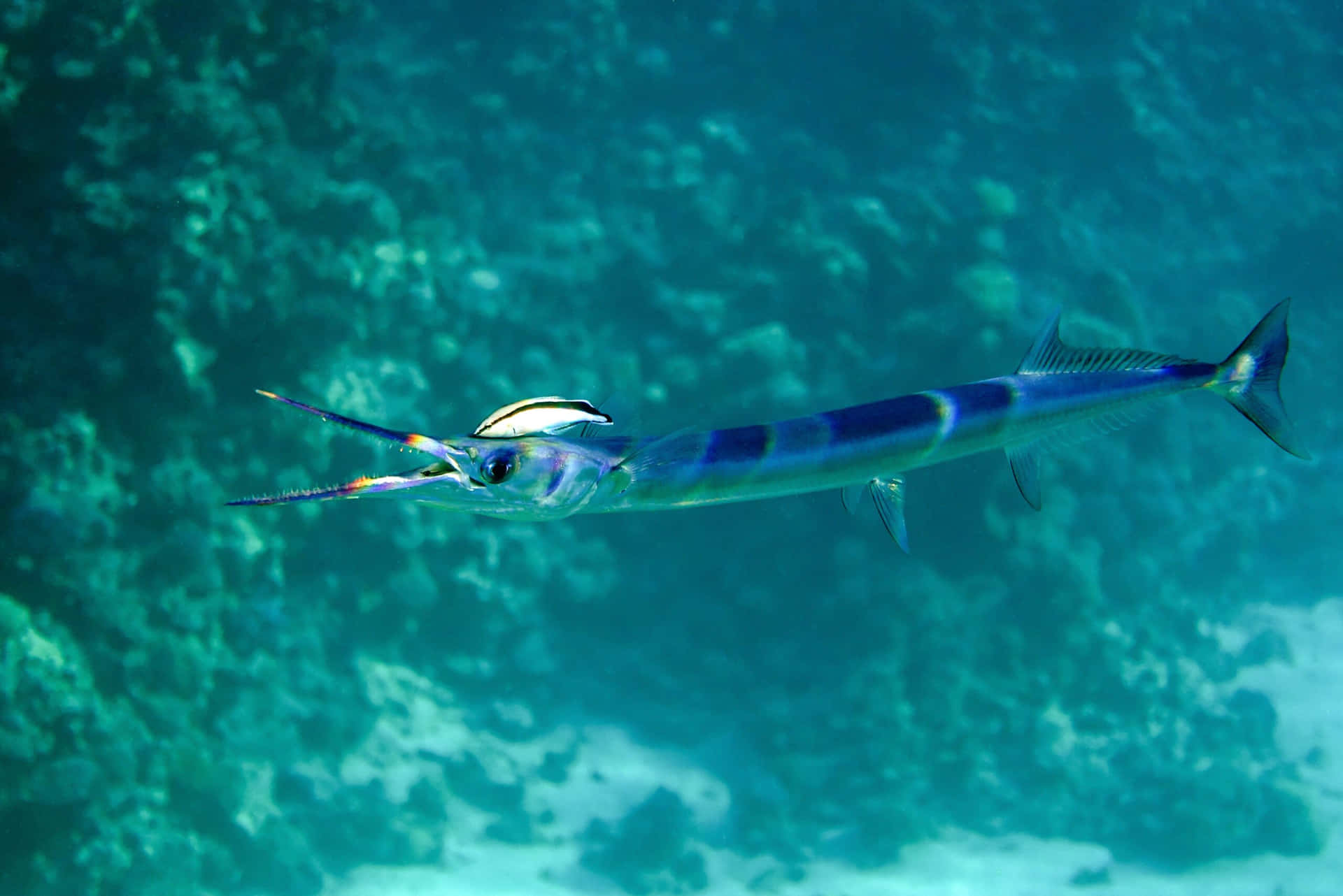 Blue Needlefish Swimming Underwater.jpg Wallpaper