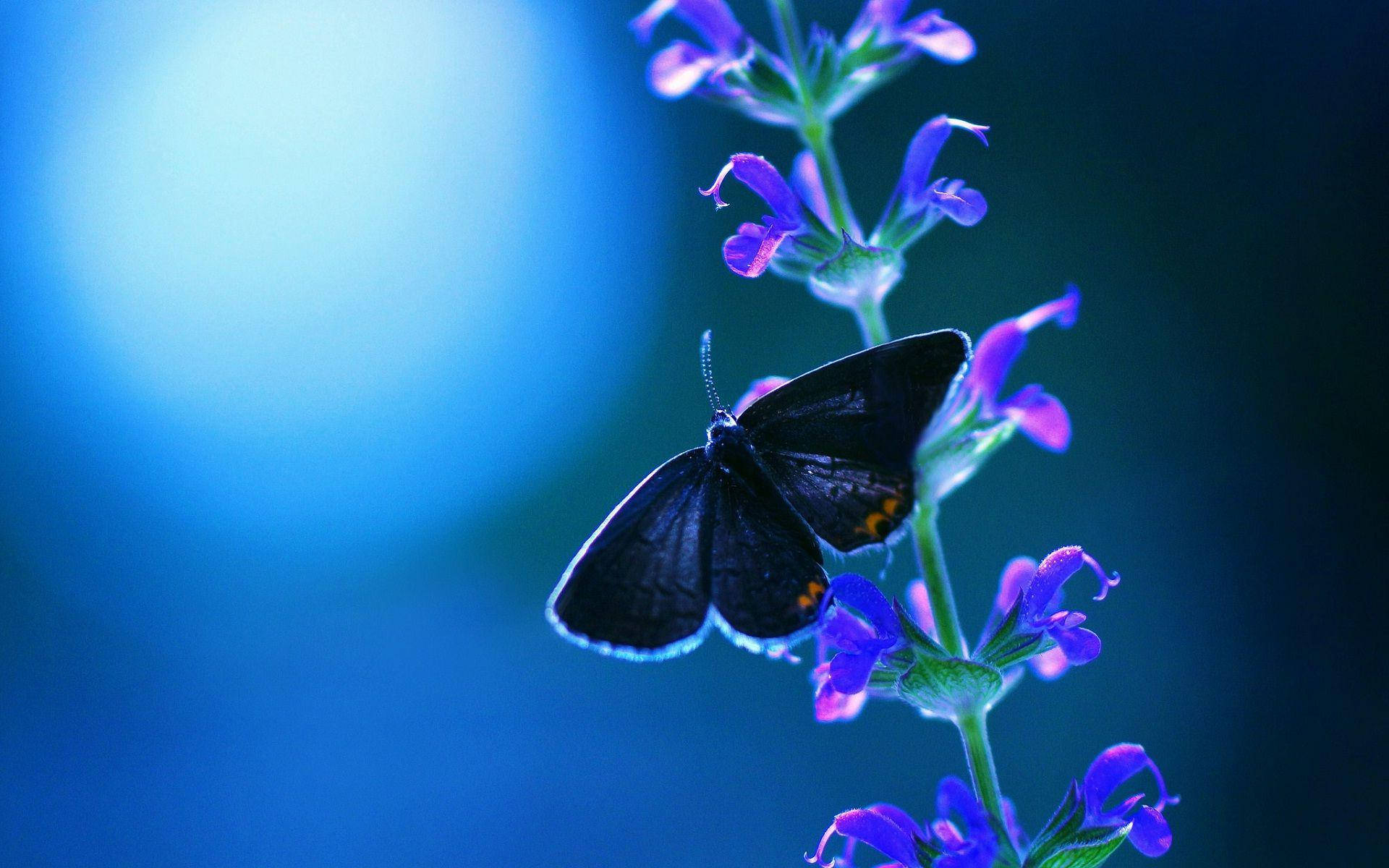 Blå nat og lilla vildblomst sommerfugl Wallpaper