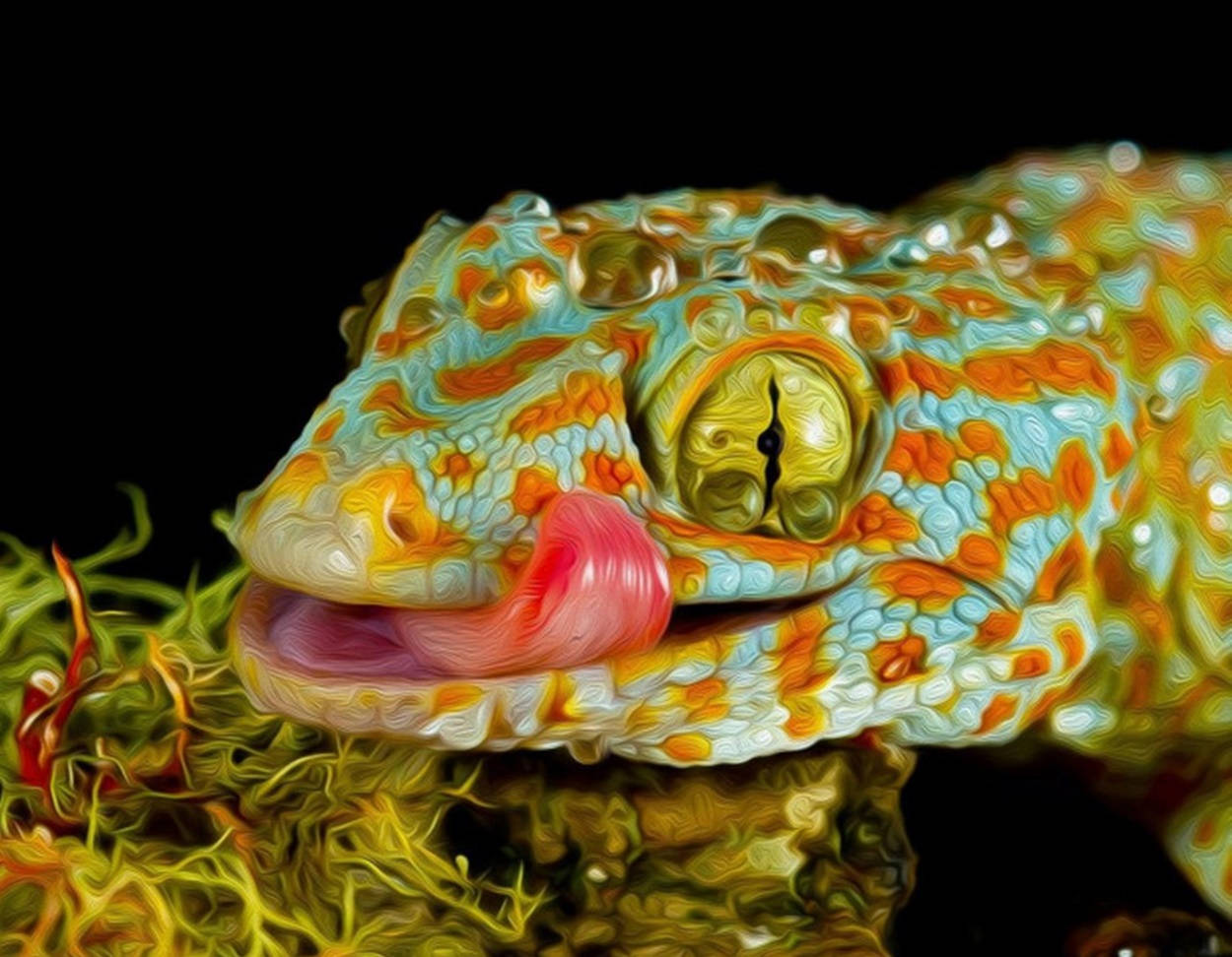 Blåorange Gecko Ansikte Som Slickar. Wallpaper