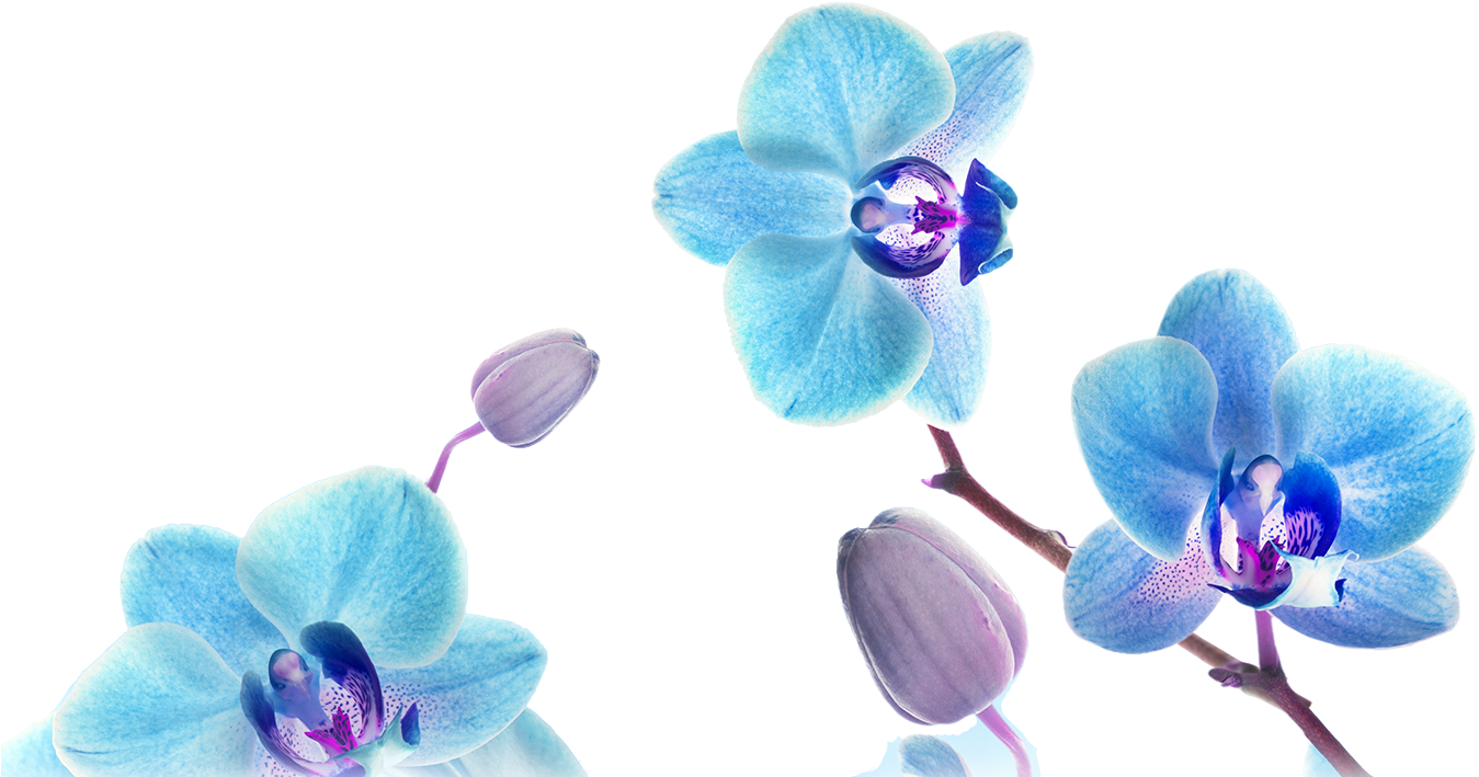Blue Orchid Blooms Transparent Background PNG