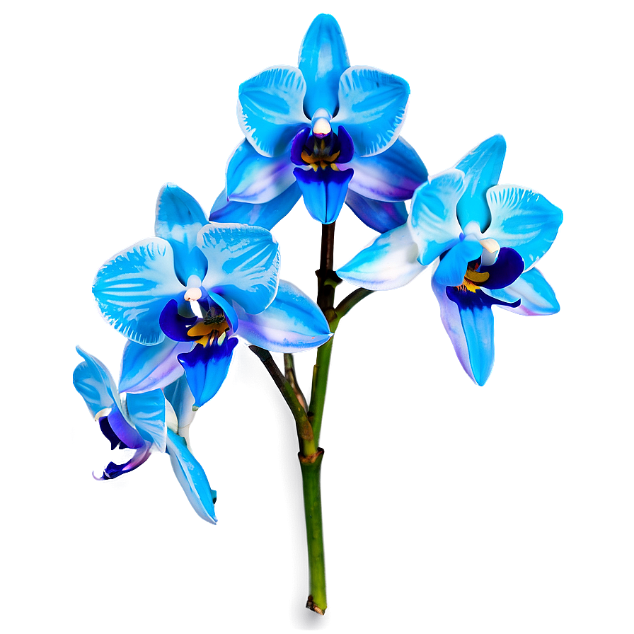 Blue Orchid Png 05242024 PNG