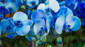 Blue Orchid Variety Wallpaper
