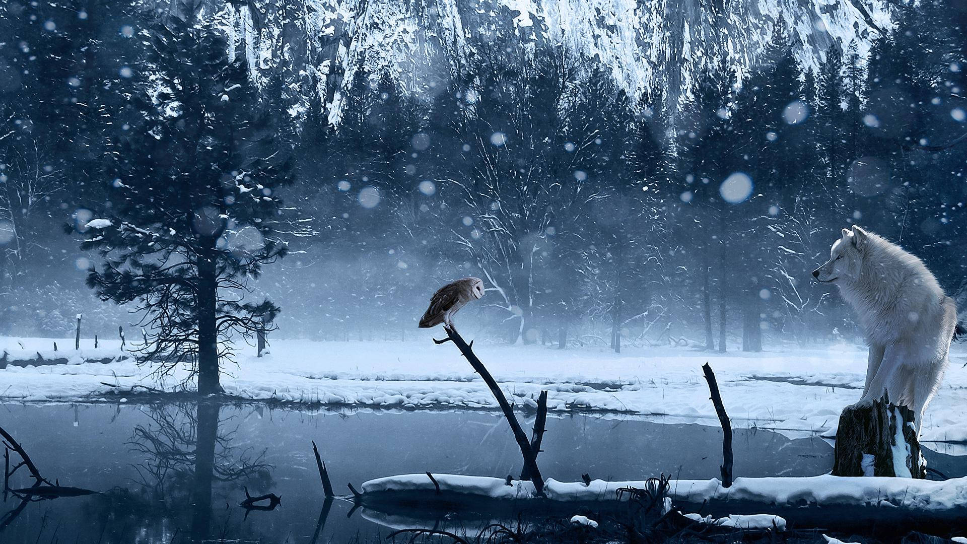 Blue Owl And A Wolf Wallpaper