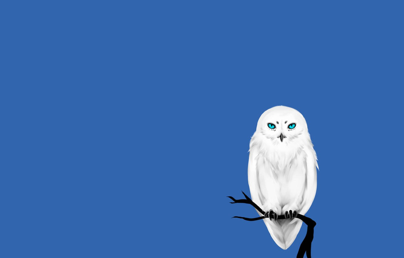 Blue Hair Owl Digital Art - wide 2