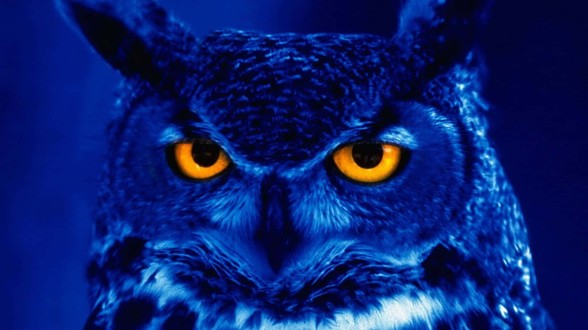 Blue Owl Background