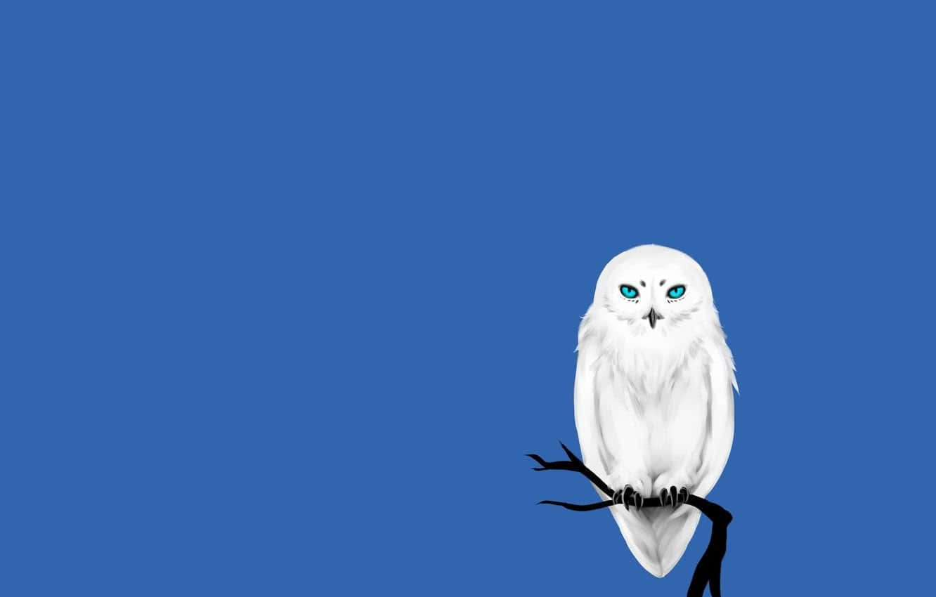 Blue Owl Background