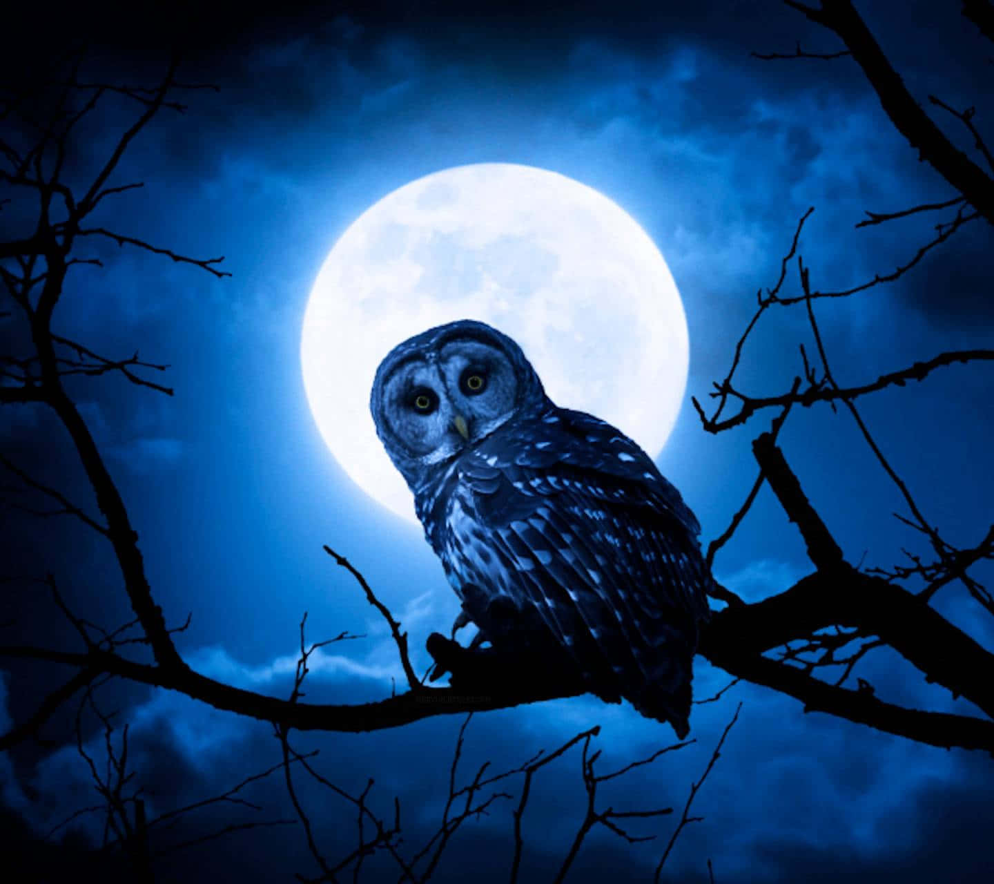 Blue Owl Background