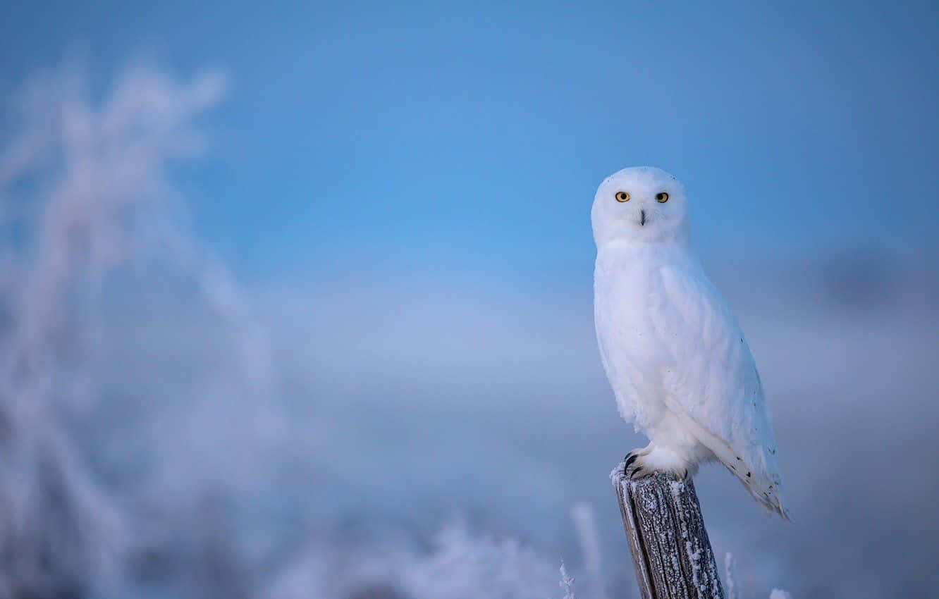 Blue Owl Background