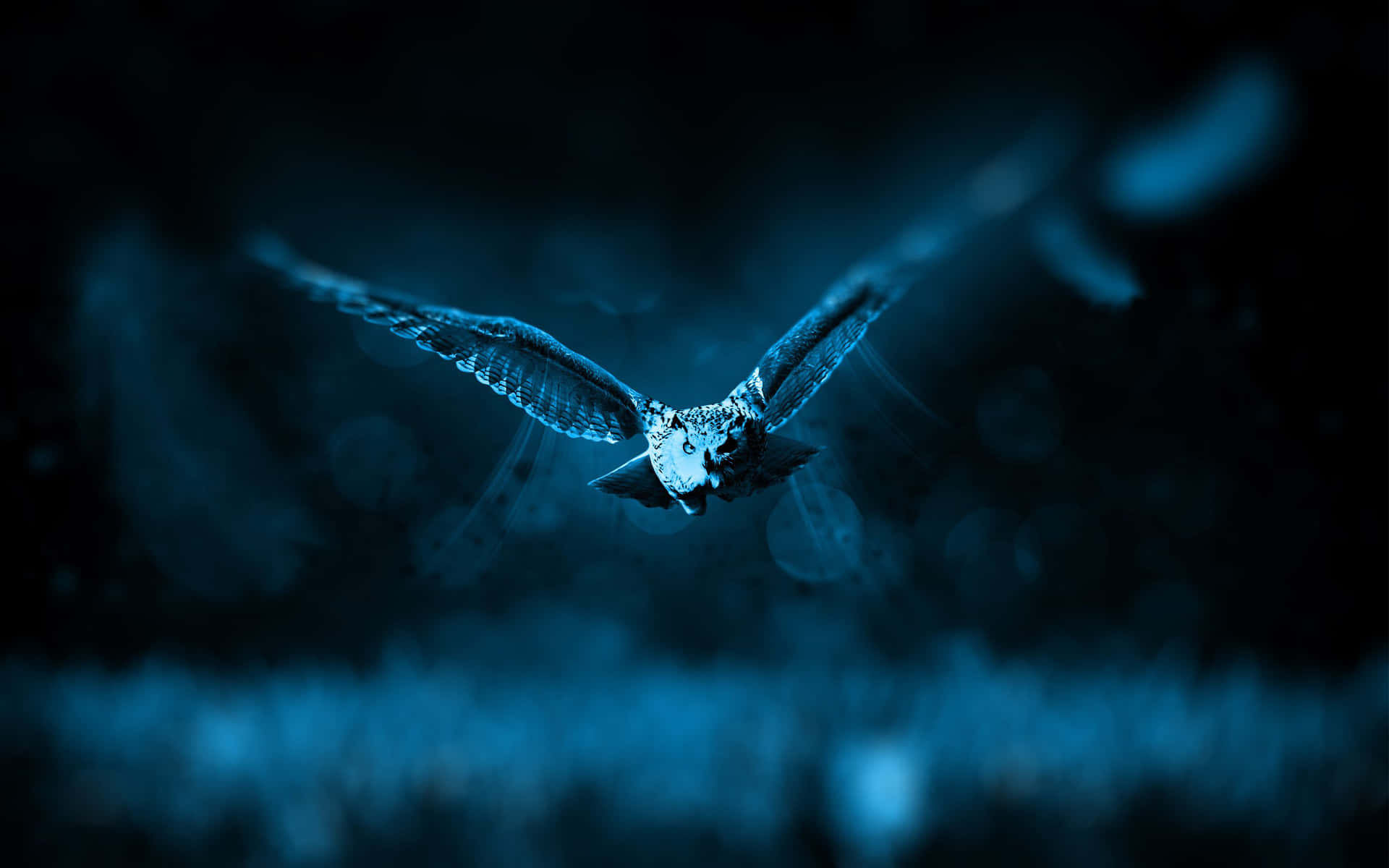 Blue Owl Background