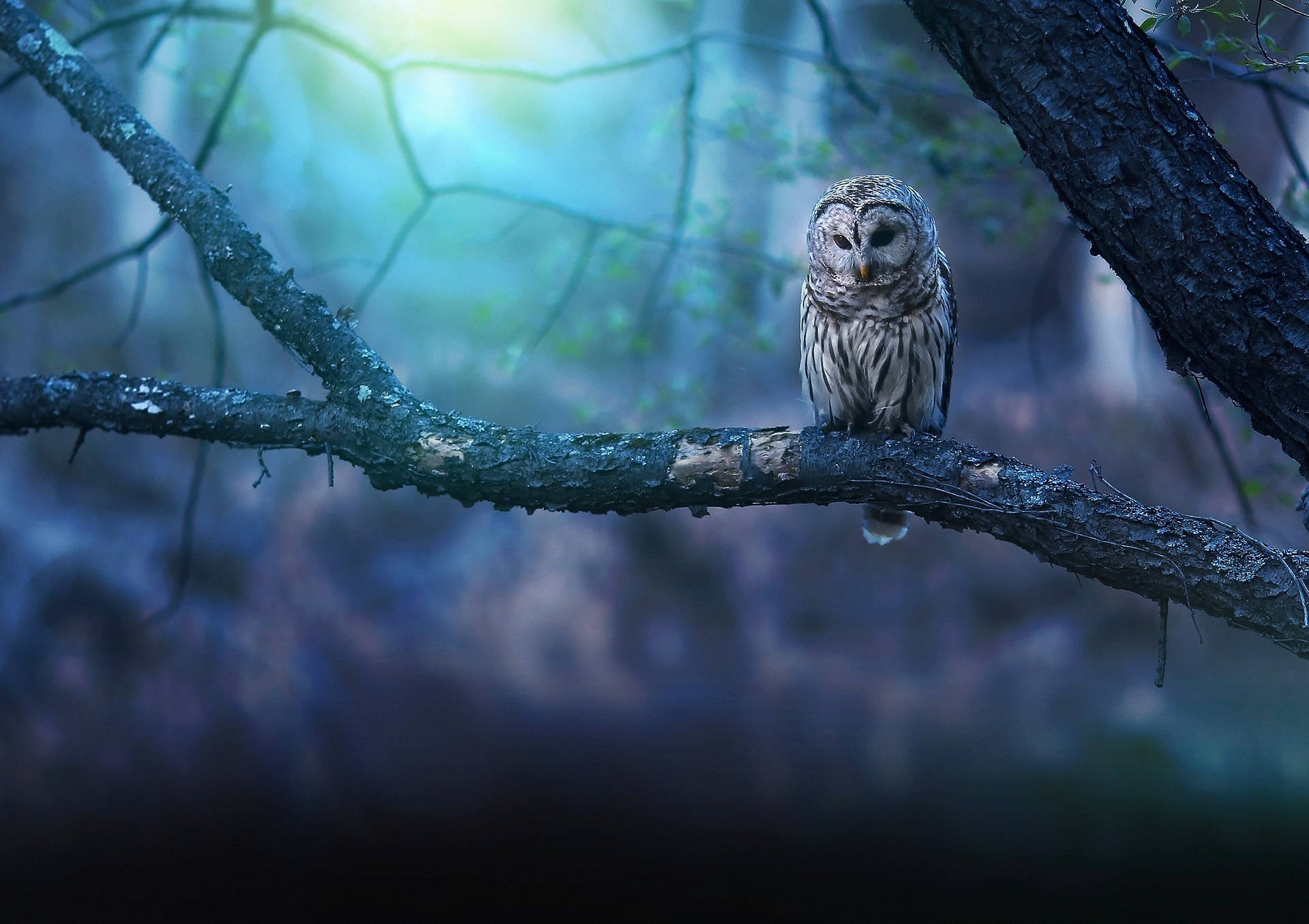 Blue Owl Branch Of Tree Wallpaper