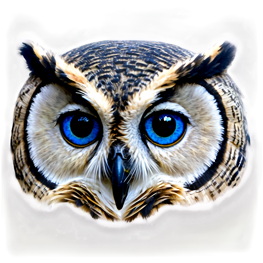 Blue Owl Eyes Png Ntw20 PNG