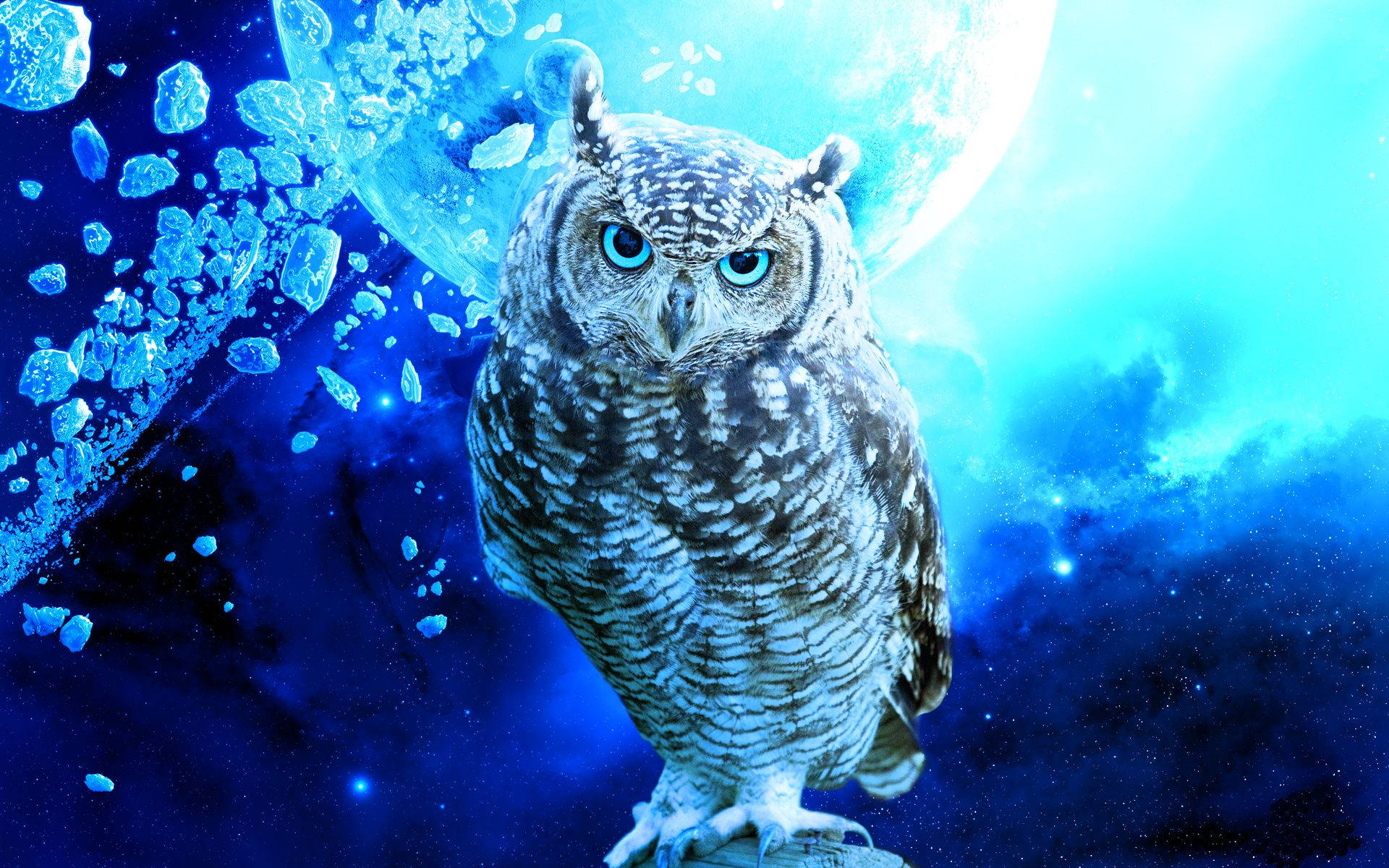 Blue Owl Feather Wallpaper
