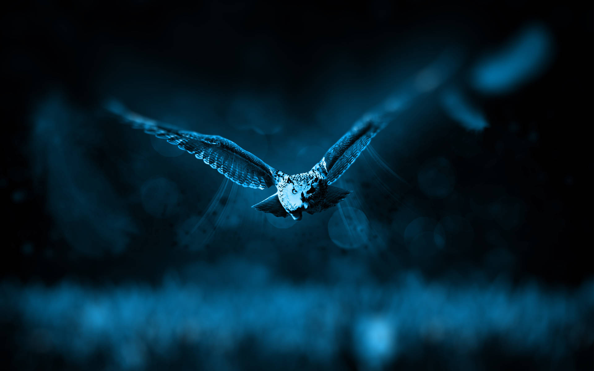 Blue Owl Flying Wallpaper