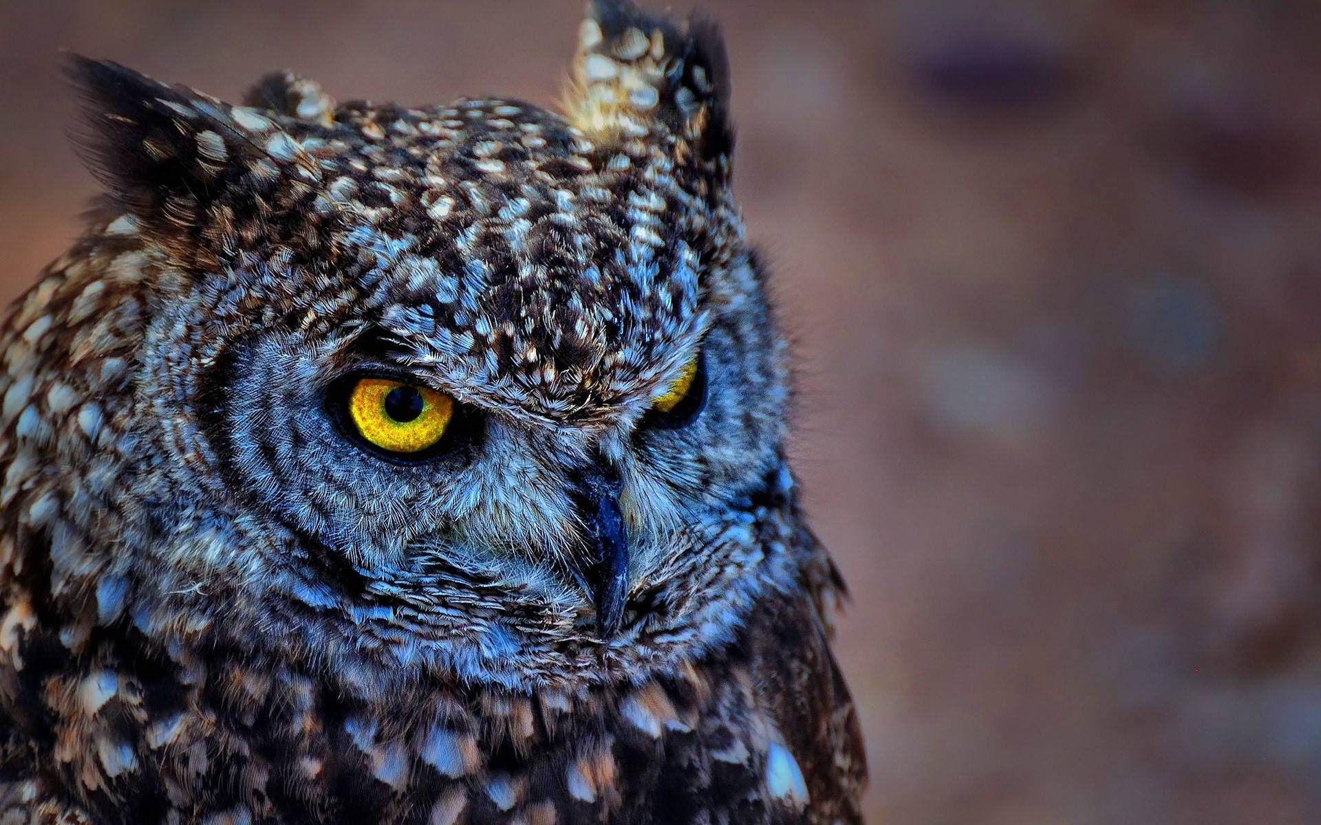 Blue Owl Focus Shot Wallpaper