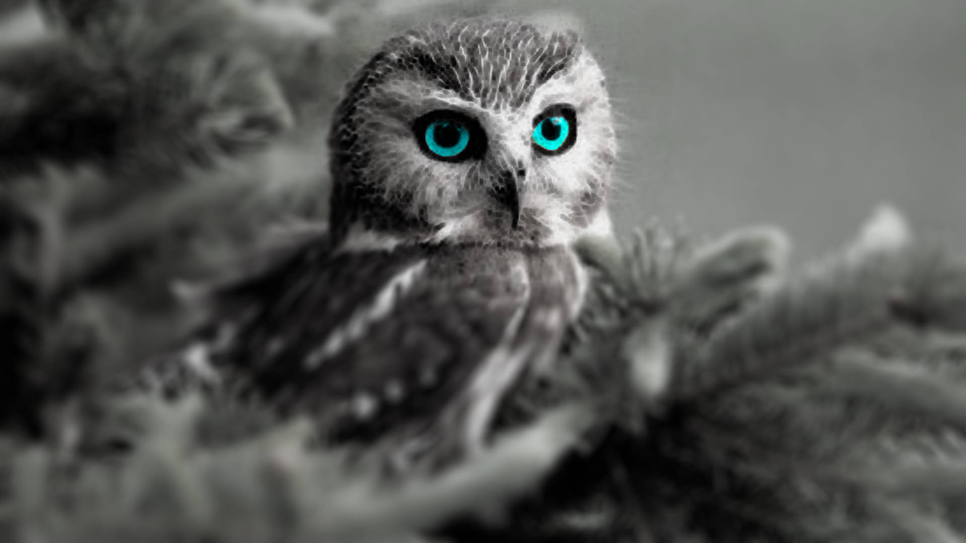 Blue Owl Monochrome Wallpaper