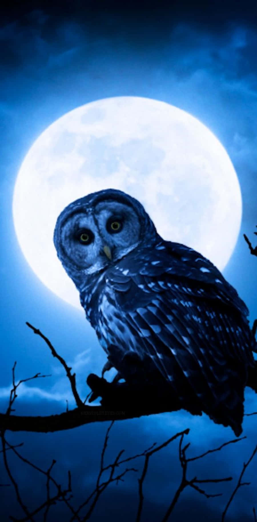 A majestic blue owl peers into the night