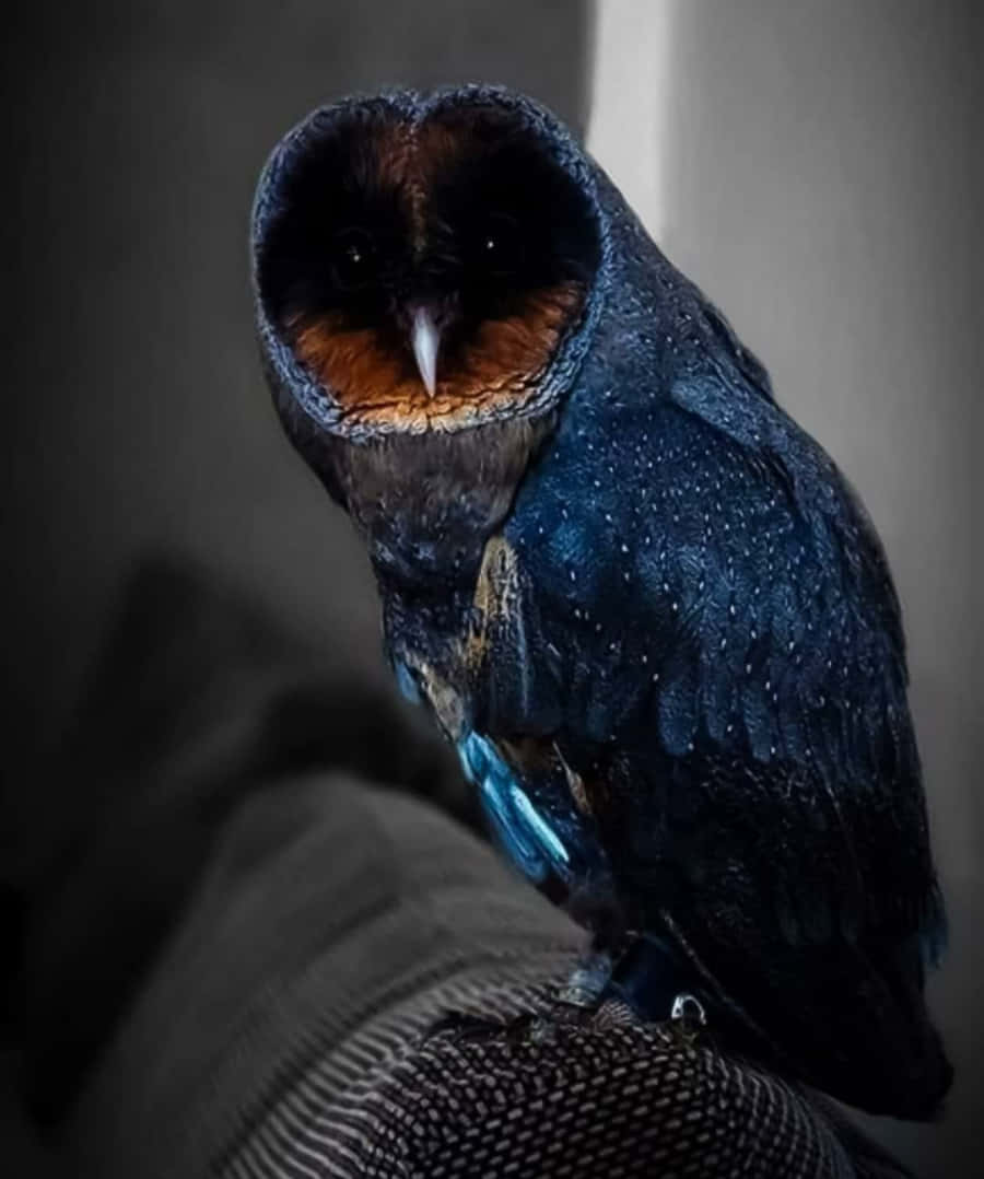 Gazing into the eyes of a Blue Owl