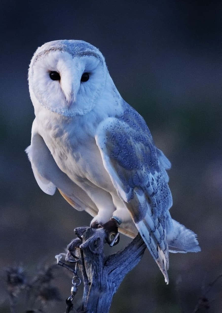 An Elegant Blue Owl Sitting On a Branch