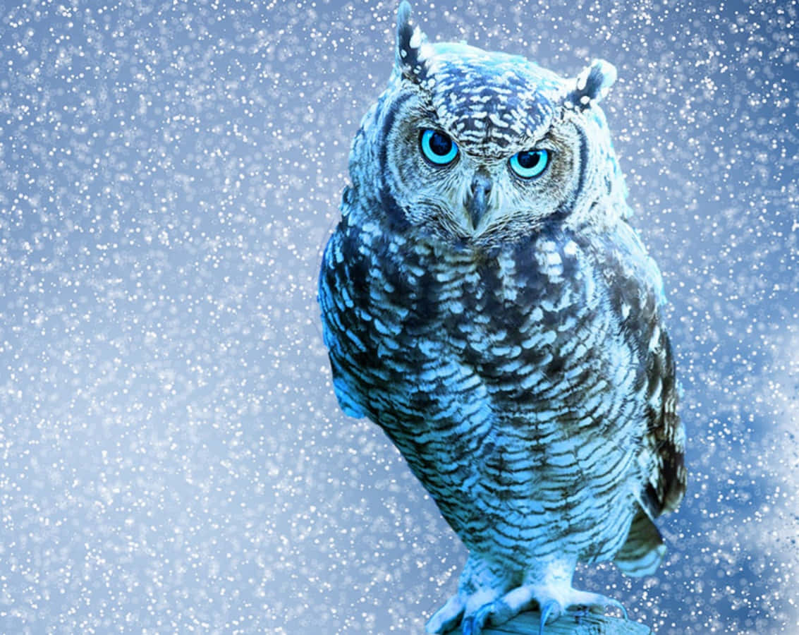 "Eyes on the prize with this majestic blue owl"