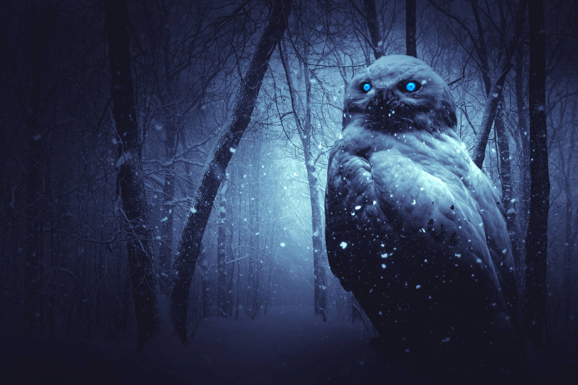 Download Blue Owl Scary Eyes Wallpaper 