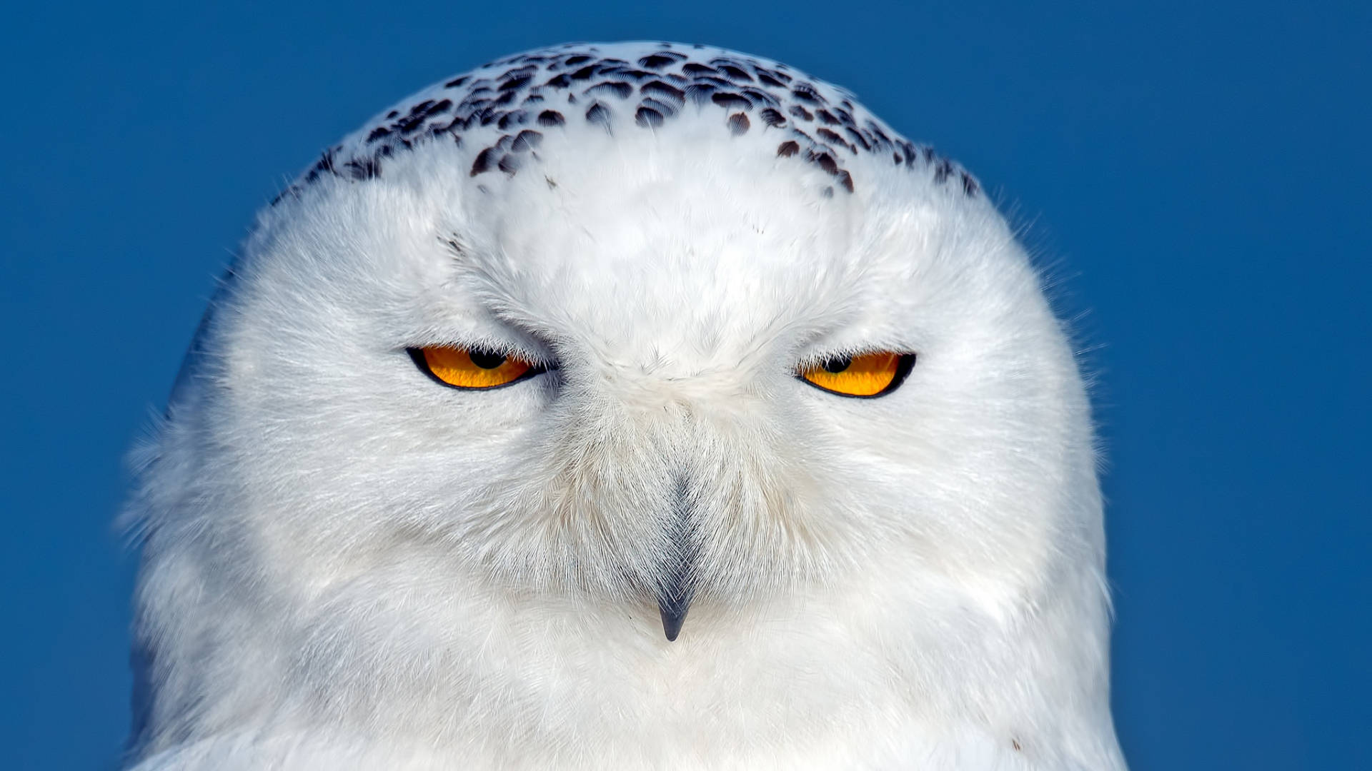 Blue Owl Sleepy Eyes Wallpaper