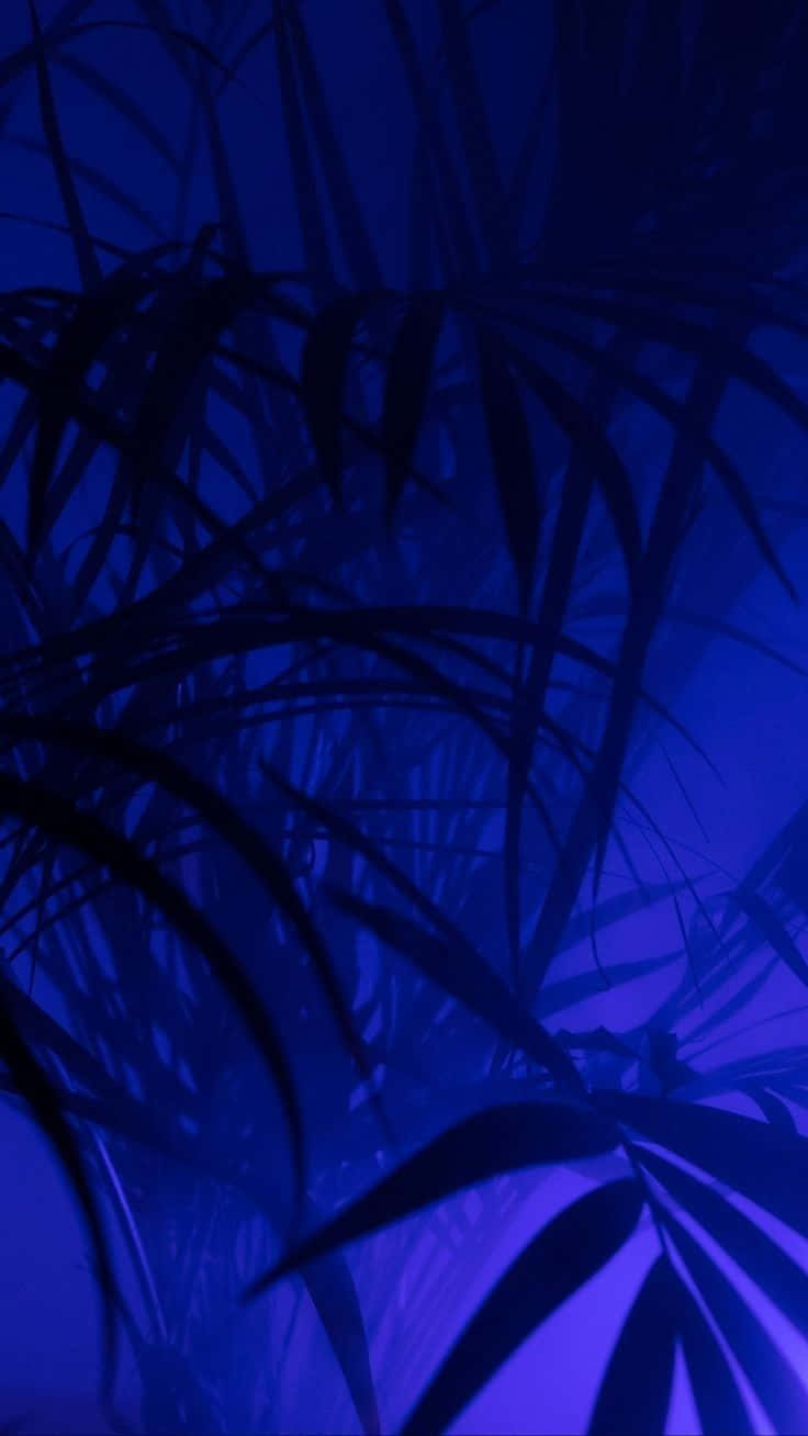 Blue Palm Shadows Aesthetic Wallpaper