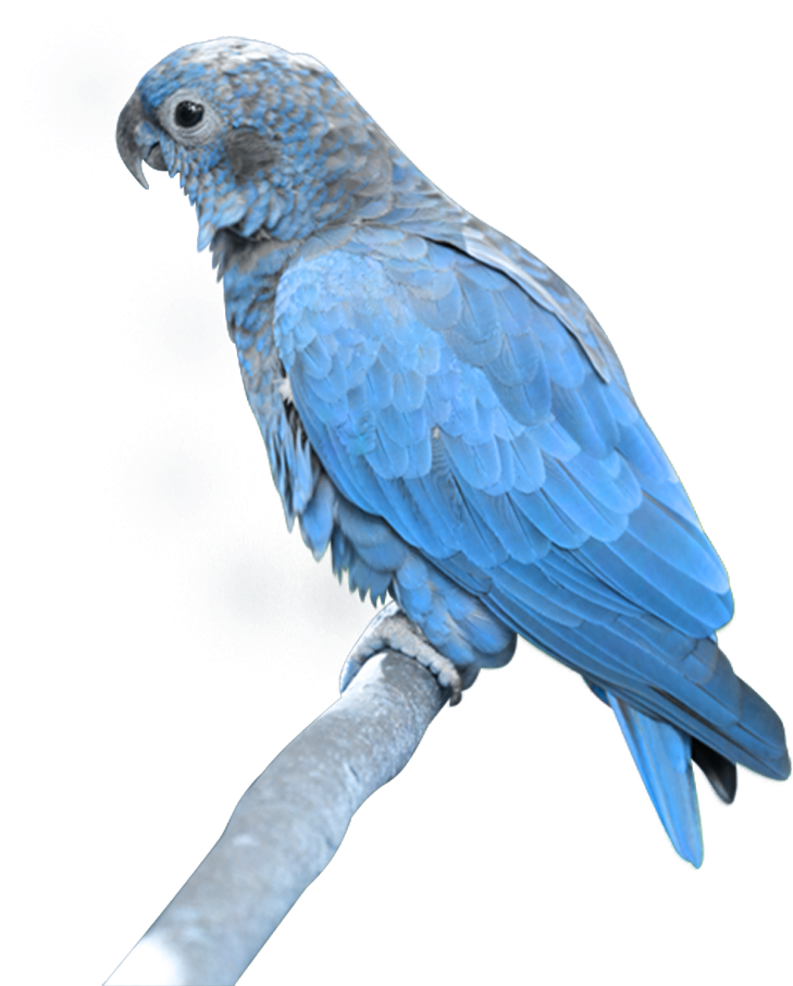 Blue Parrot Perchedon Branch PNG