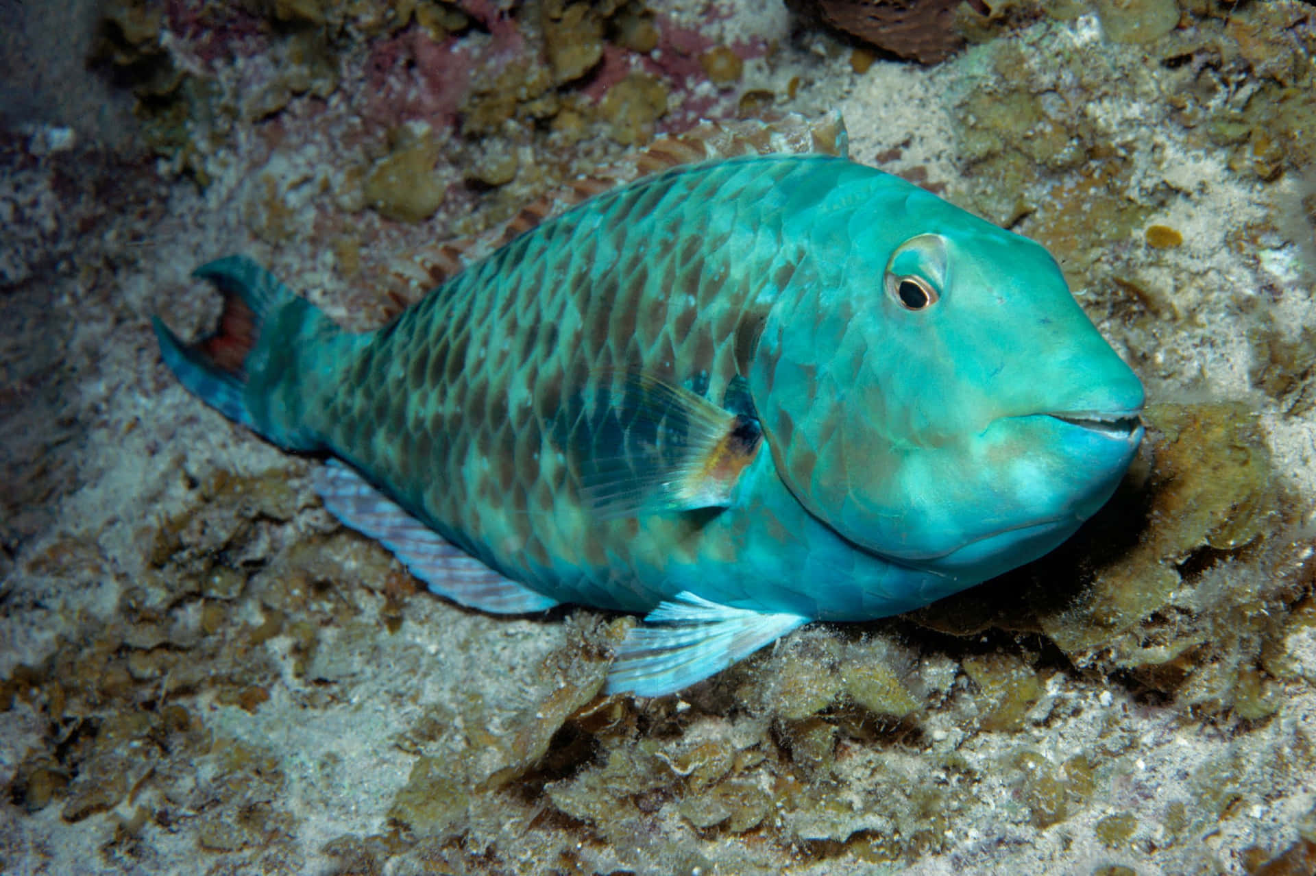 Blue Parrotfish Underwater Wallpaper