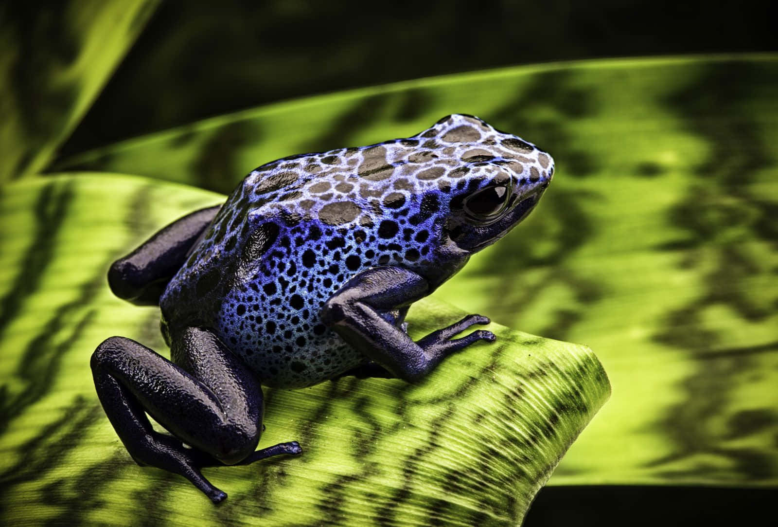 Katak Polkadot Biru Di Daun Hijau.jpg Wallpaper