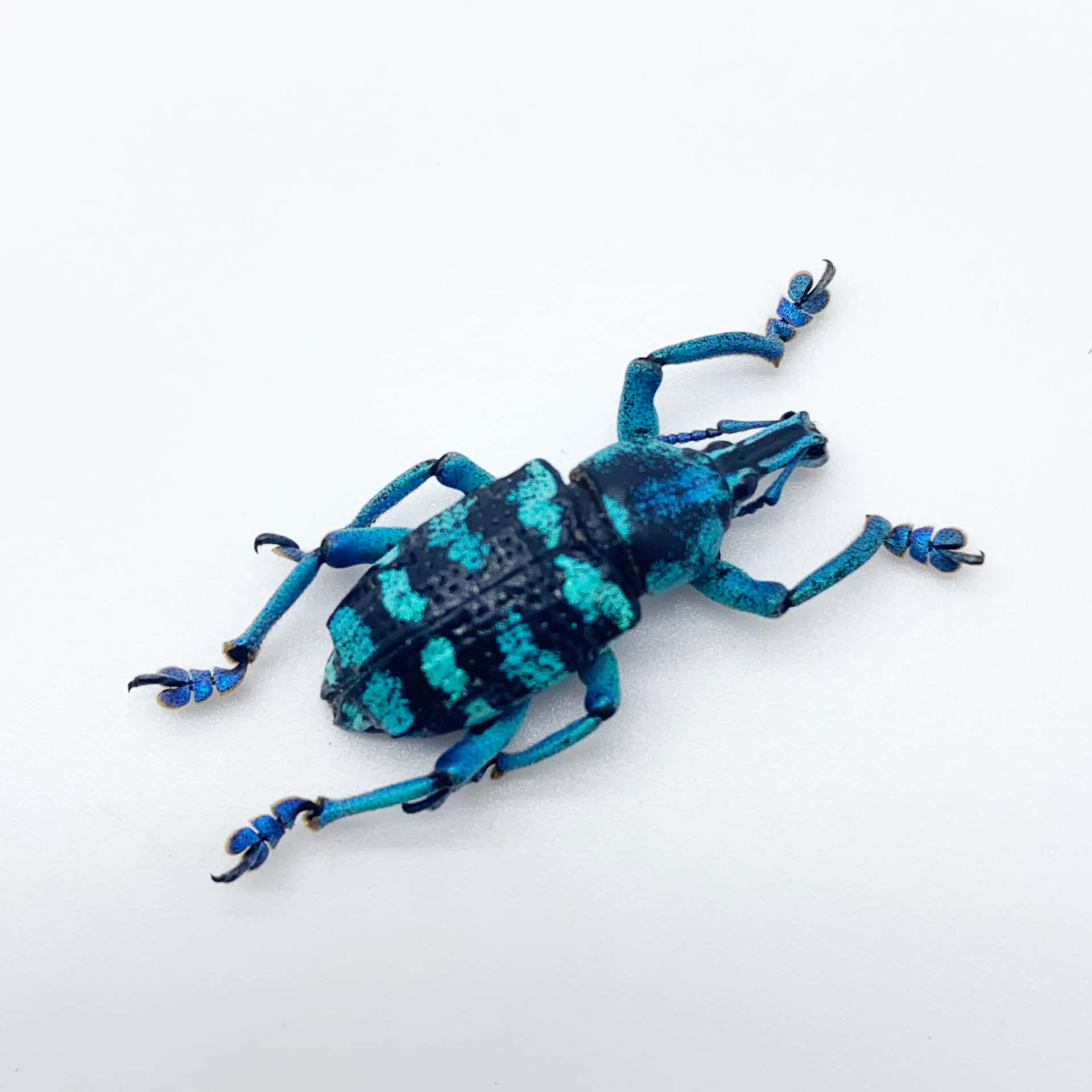 Blue Patterned Snout Beetle Wallpaper