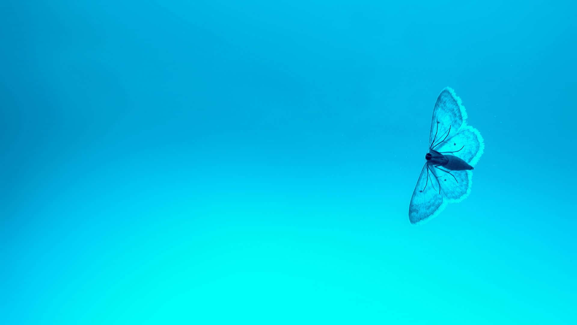 Moth Insect Blue Pc Wallpaper