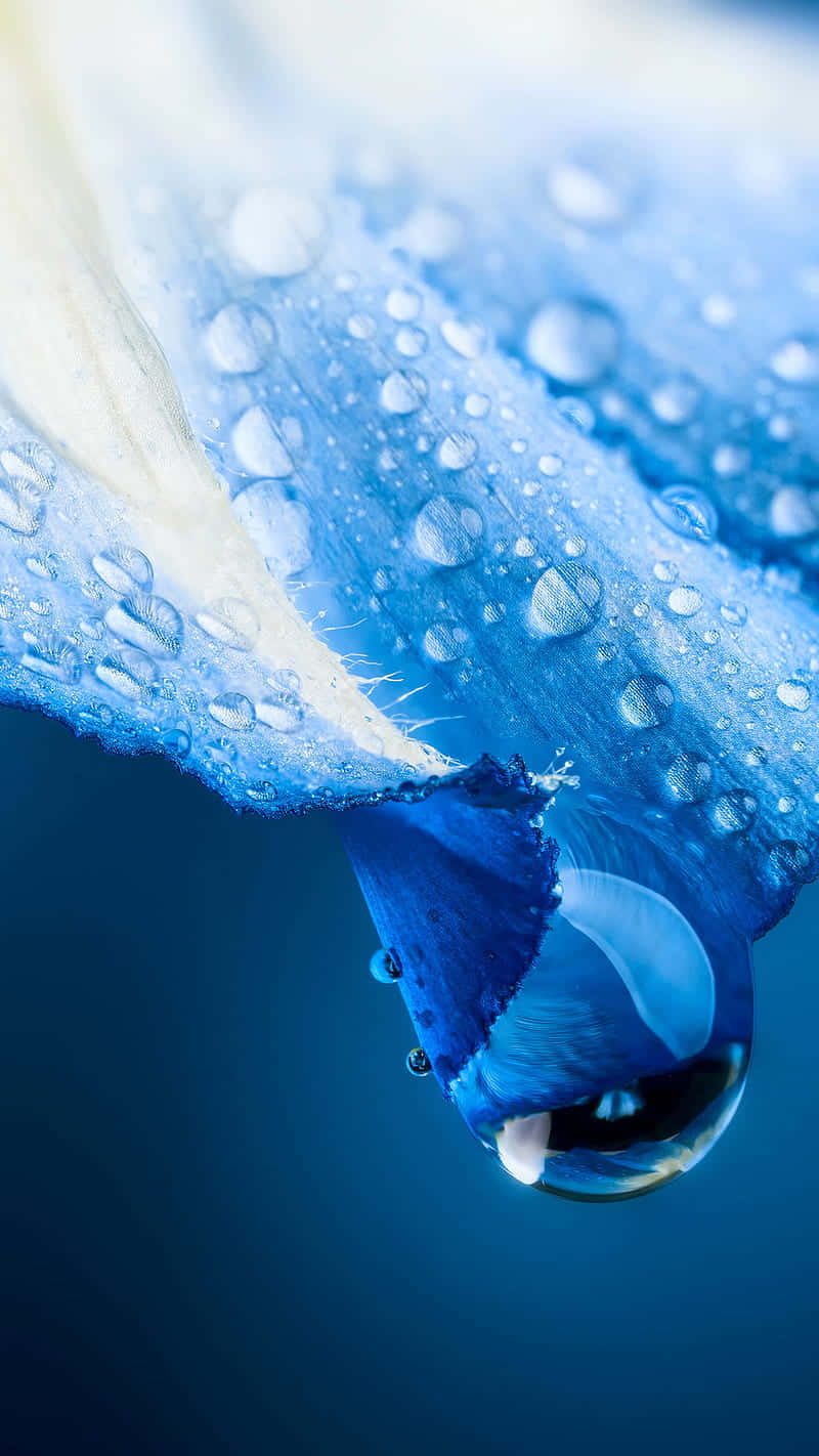 Blue Petal Water Droplets Macro Wallpaper