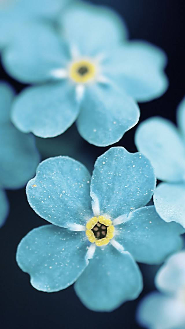 Blue Petaled Flower Iphone Wallpaper