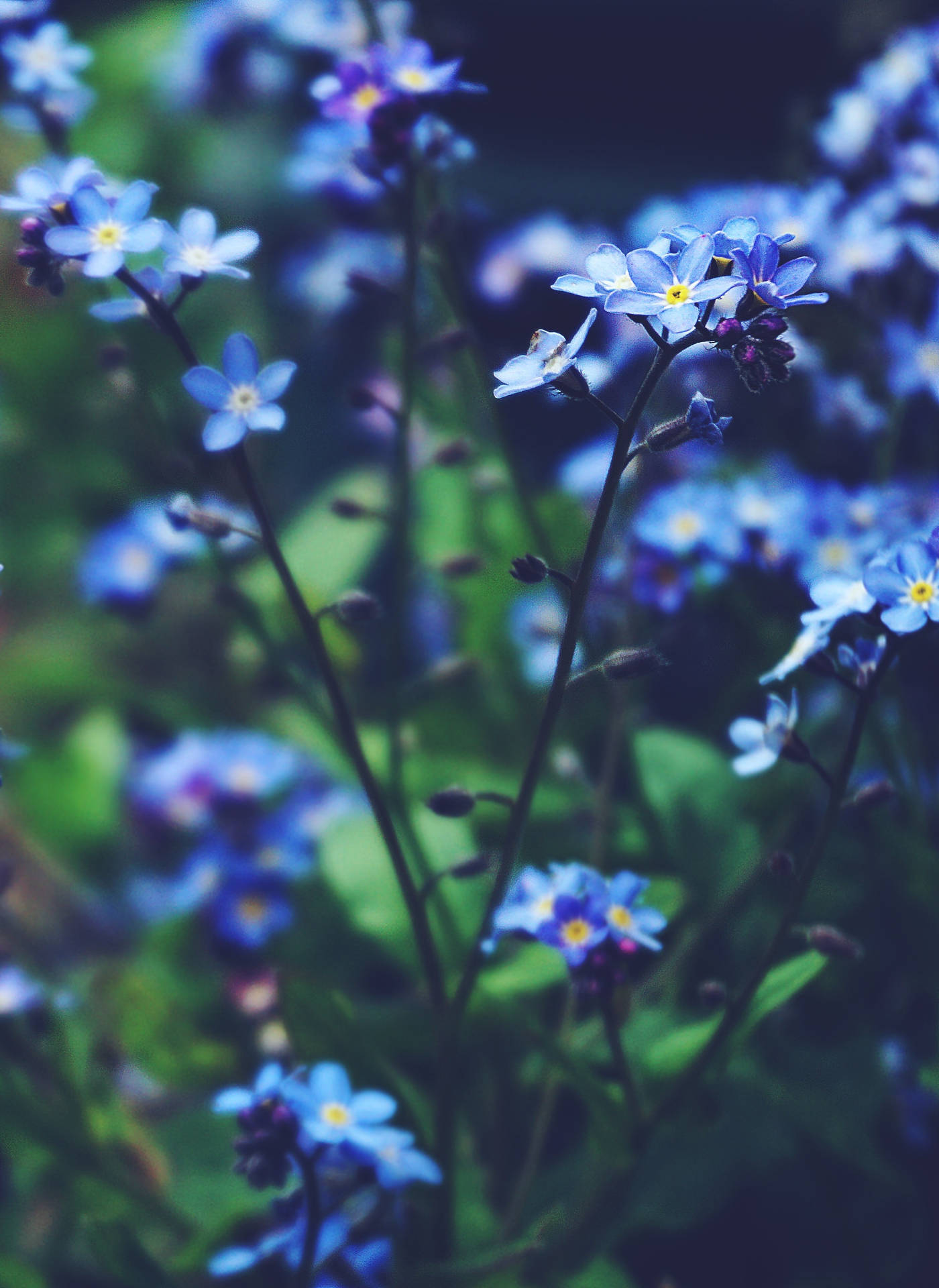Blauekleine Vergissmeinnicht Blumen Wallpaper