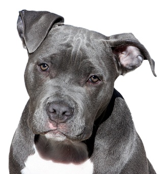 Blue Pitbull Portrait Black Background PNG