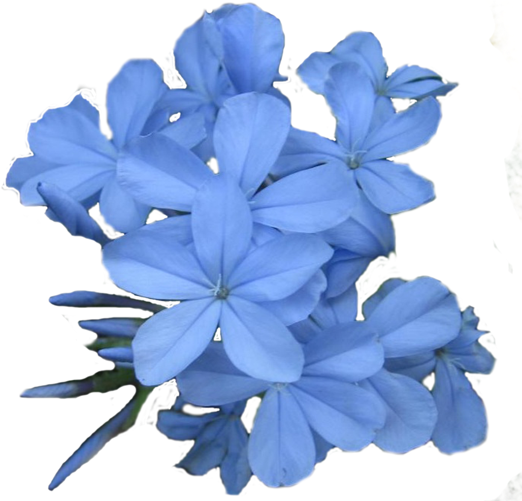 Blue Plumeria Blooms PNG