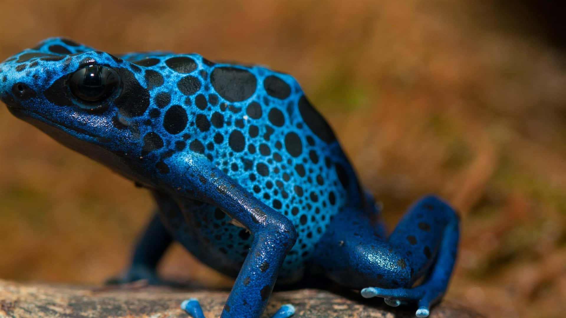 Blue Poison Dart Frog Closeup Wallpaper