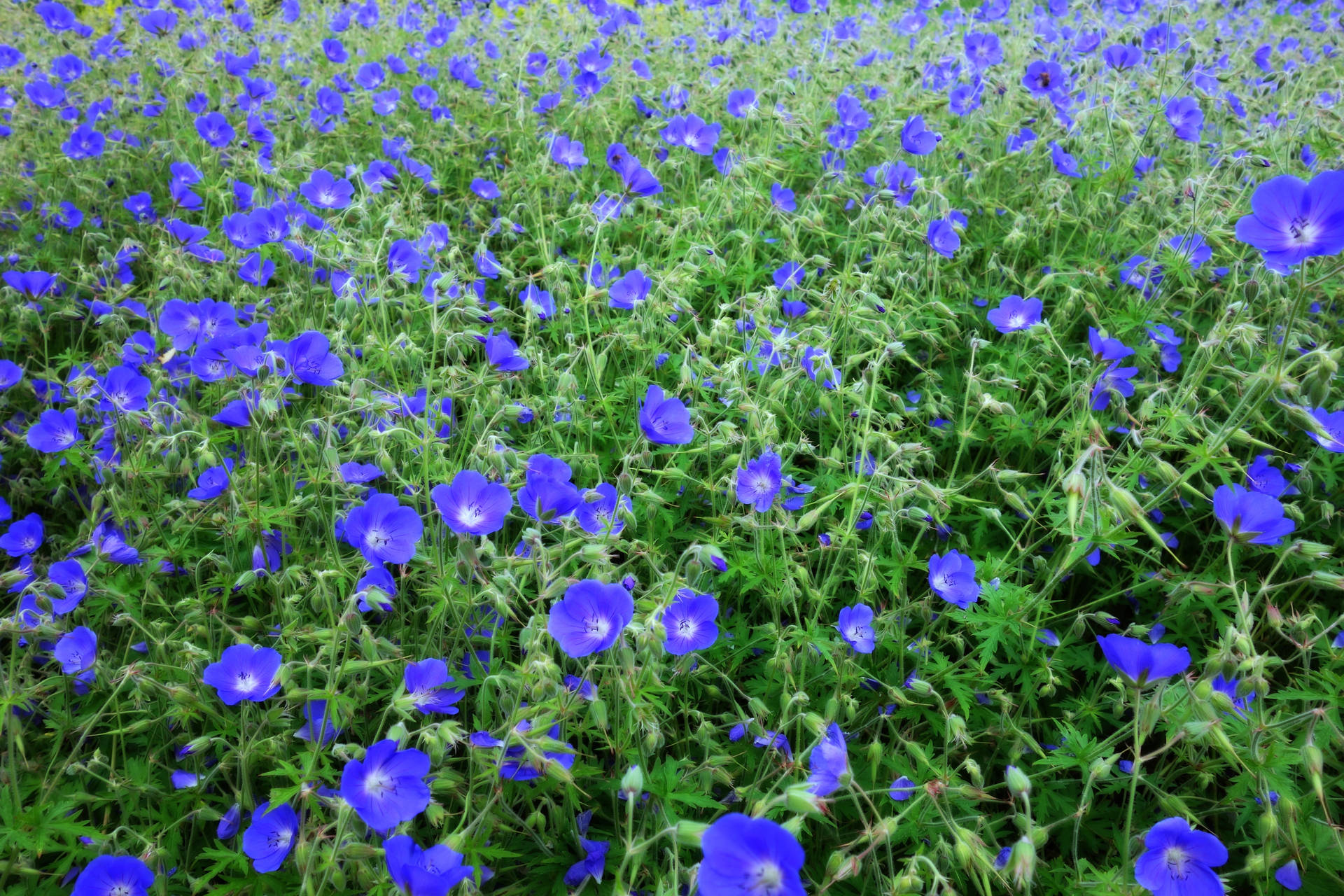 Blue Primrose Flower Field Wallpaper