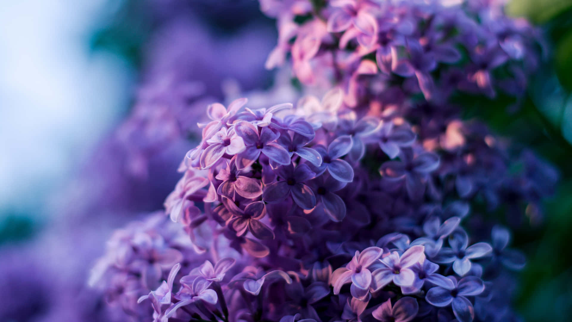 Lilac Flower Blue Purple Desktop Wallpaper