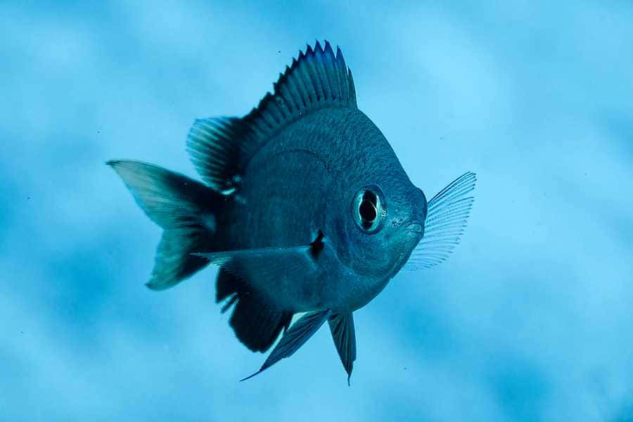 Blue Reef Damsel Fish Wallpaper