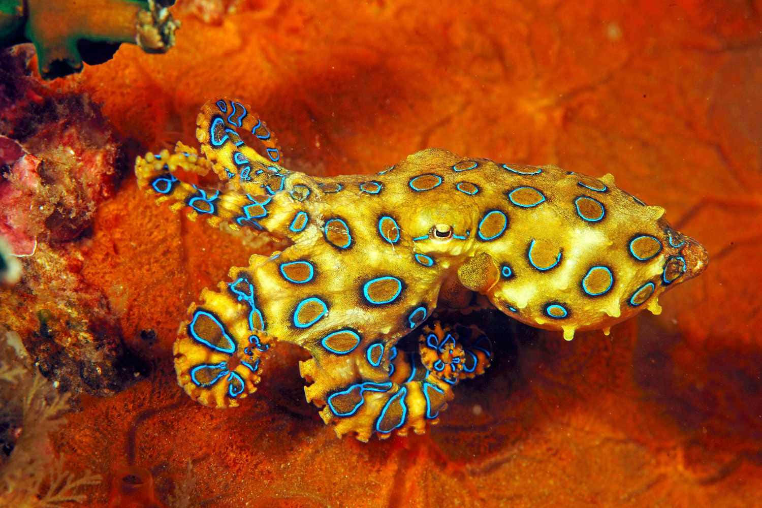 Blauwe Ring Octopus Camouflage Achtergrond