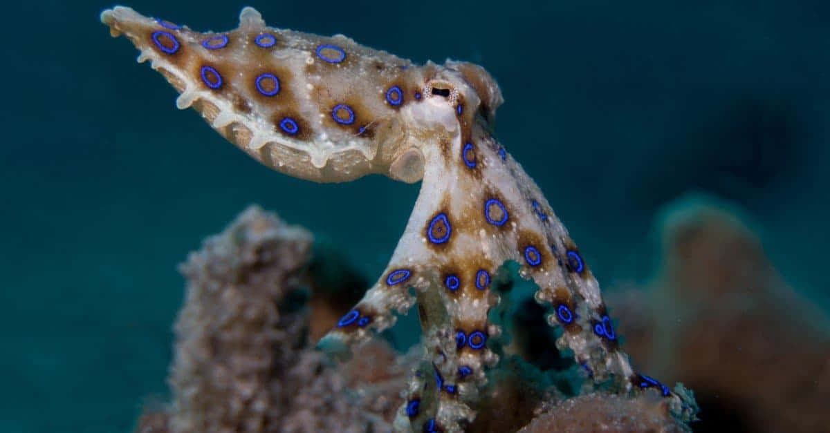 Blauwe Ring Octopus Camouflage Achtergrond