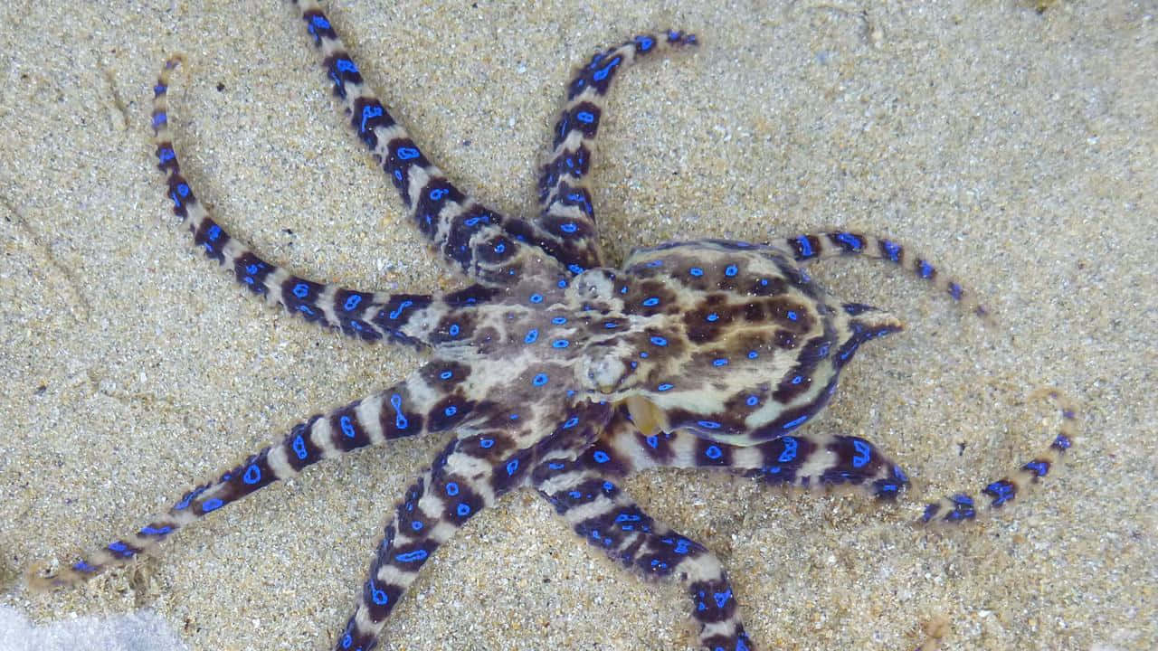 Blue Ringed Octopus Camouflage Sand Wallpaper