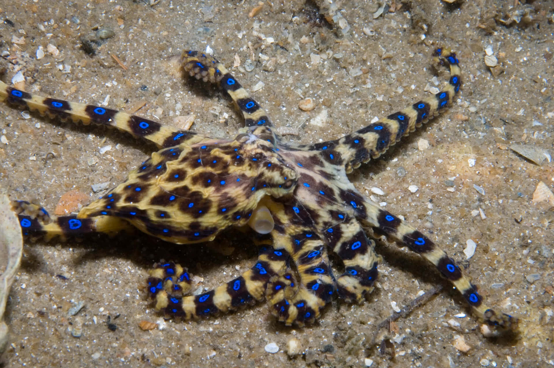 Blue Ringed Octopus Camouflage Sandy Seabed Wallpaper