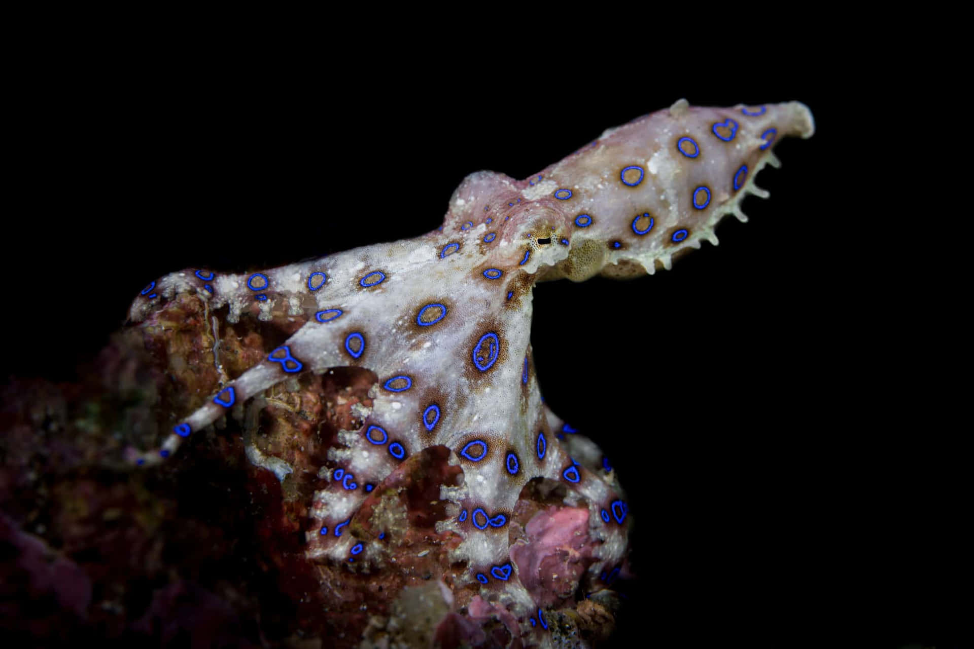 Blue Ringed Octopus Camouflage Wallpaper
