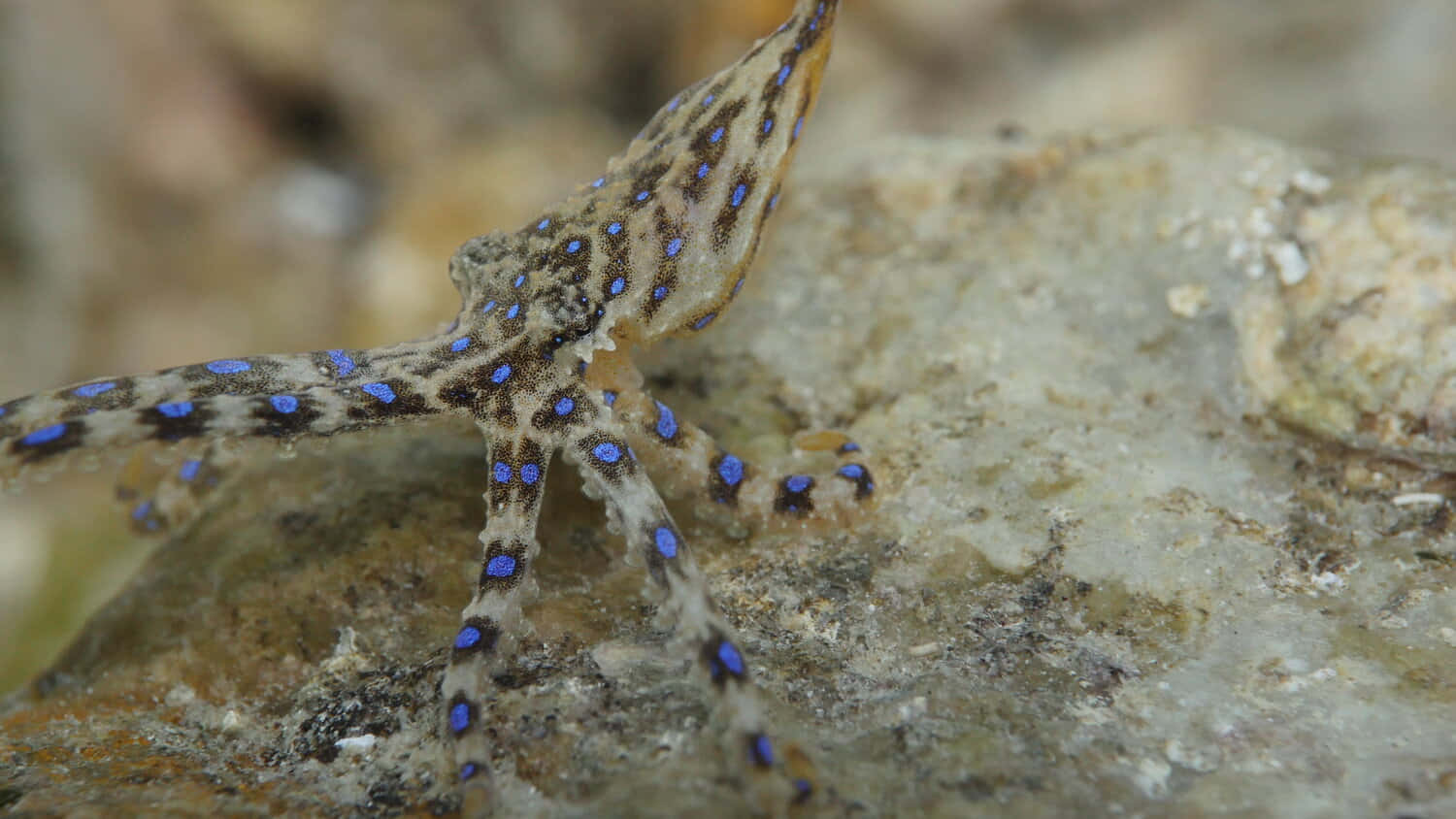 Blue Ringed Octopus Camouflage Wallpaper