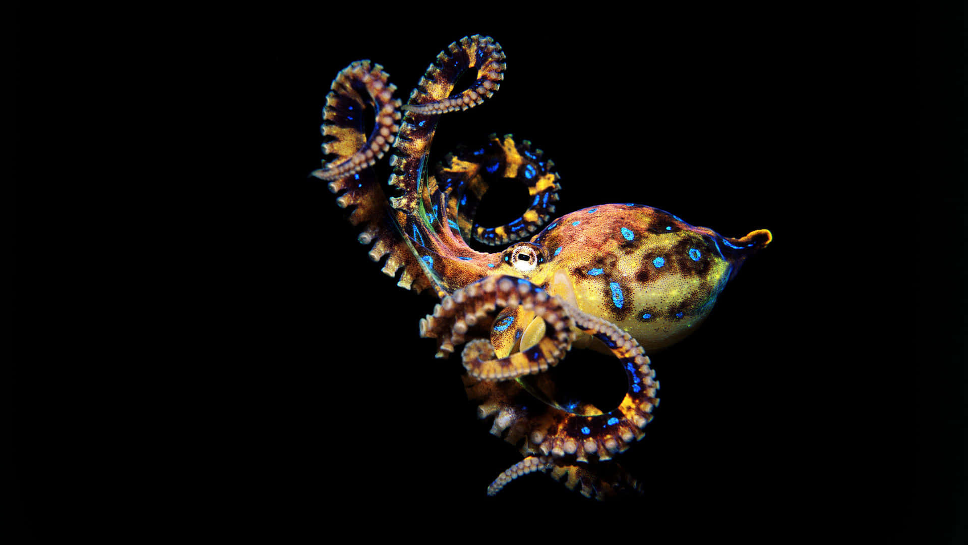 Blue Ringed Octopus Display Wallpaper