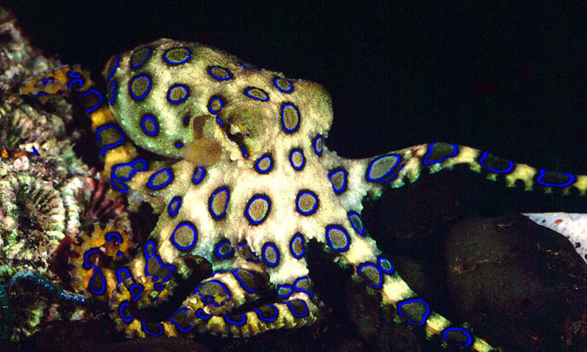 Blue Ringed Octopus Display Wallpaper