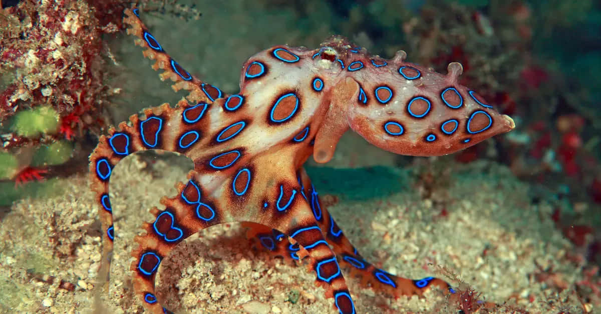 Blue Ringed Octopus Displaying Warning Colors Wallpaper