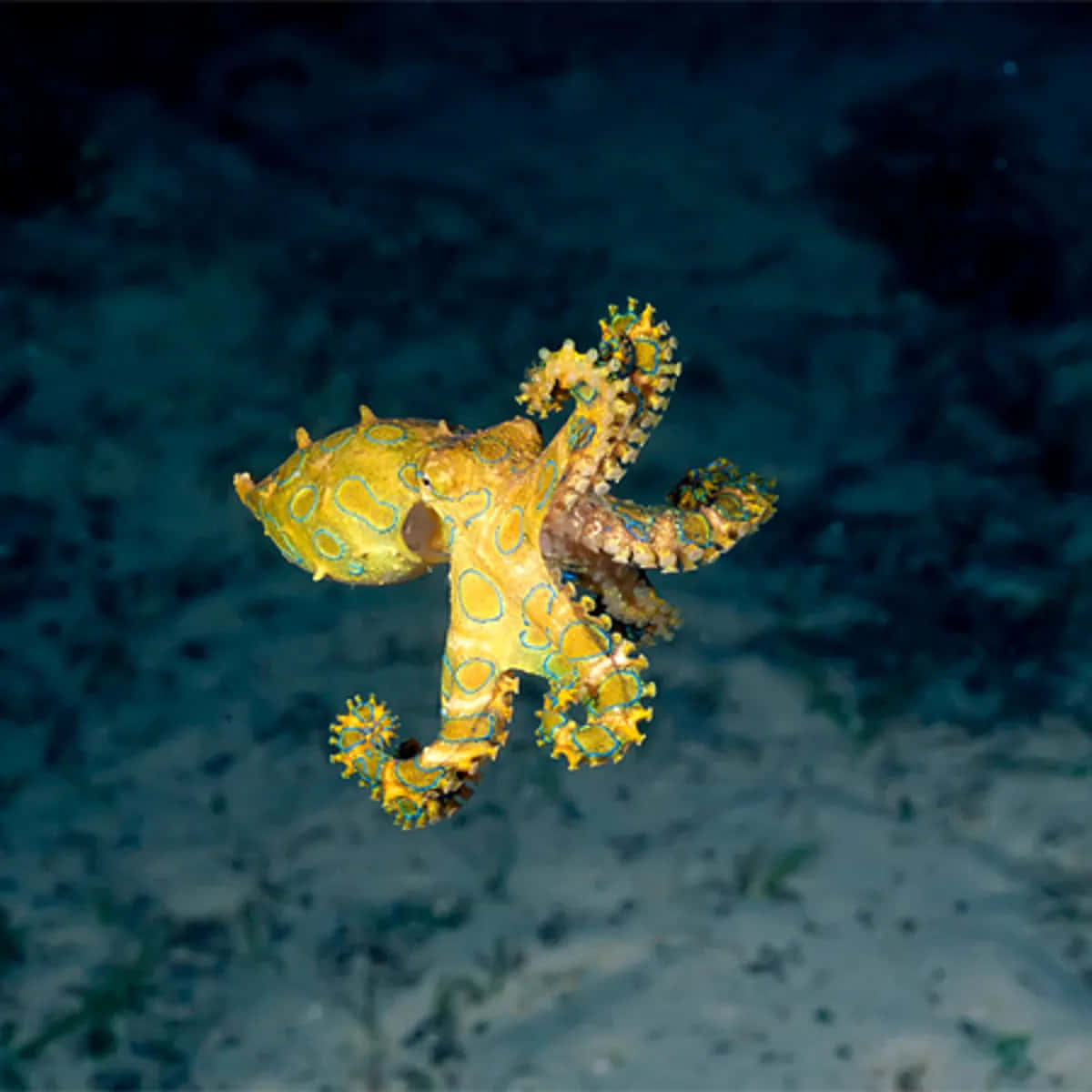 Blue Ringed Octopus In Natural Habitat Wallpaper